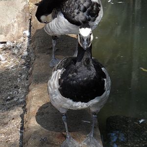 Barnacle goose
