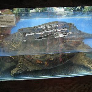 Alligator snapping turtle