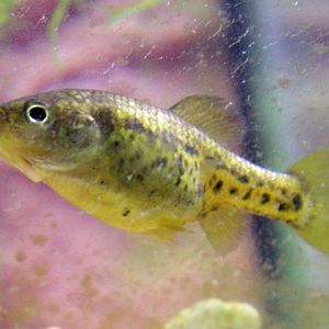 Butterfly Splitfin (Ameca splendens)