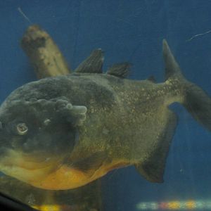 Piranha with disease