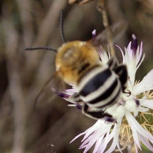 White-banded Digger Bee (Amegilla quadrifasciata)