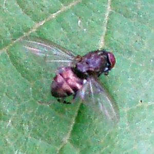Variegated Fruit Fly (Amiota variegata)