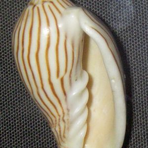 Zebra Volute (Amoria zebra)