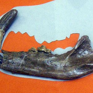 Bear-Dog (Amphicyon major)