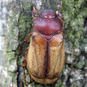 European Chafer (Amphimallon majale)