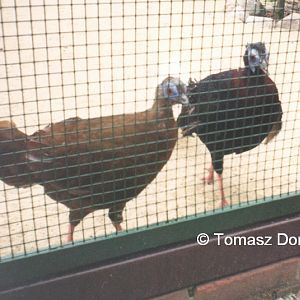 Bulwer's Pheasants (Lophura bulweri) June 2000