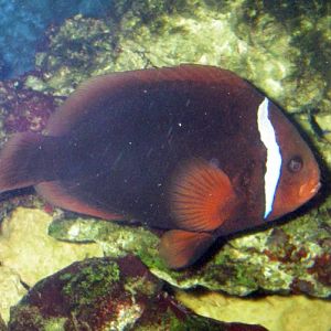 Tomato Clownfish (Amphiprion frenatus)