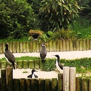 Red-legged Cormorant (Phalacrocorax gaimardi) June 2000