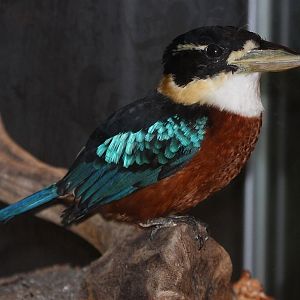 Rufous-bellied Kookaburra (Dacelo gaudichaud) stuffed specimen - September
