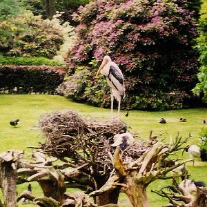 Painted Stork (Mycteria leucocephala) June 2000