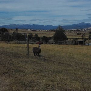 Llama & white kangaroo paddock