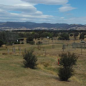 Lion & Dingo enclosures
