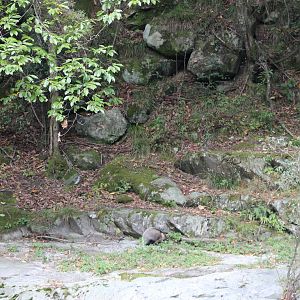 Hog badger (Arctonyx collaris), long range