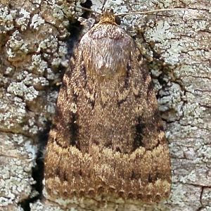 Svensson's Copper Underwing (Amphipyra berbera)