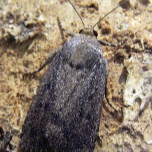 Mouse Moth (Amphipyra tragopogonis)