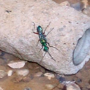 Jewel Wasp (Ampulex compressa)