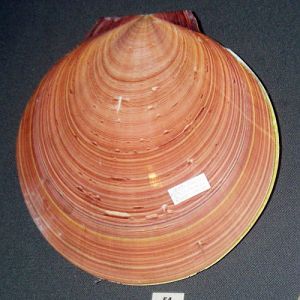 Japanese Moon Scallop (Amusium japonicum)