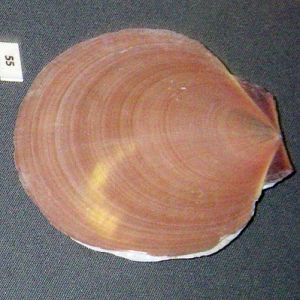 Asian Moon Scallop (Amusium pleuronectes)
