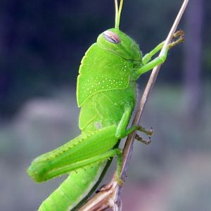Egyptian Locust (Anacridium aegyptium)