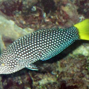 Yellowtail Tamarin Wrasse (Anampses meleagrides)