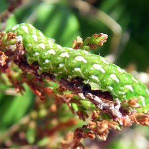 Beautiful Yellow Underwing (Anarta myrtilli)