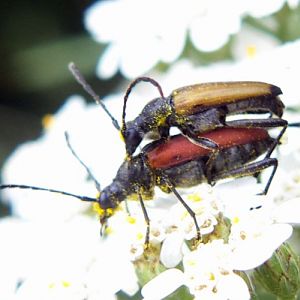 Blood-red Longhorn Beetles (Anastrangalia sanguinolenta)