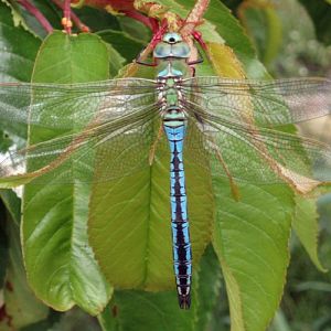 Emperor Dragonfly (Anax imperator)