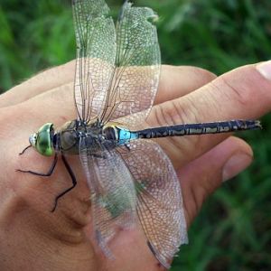 Lesser Emperor (Anax parthenope)