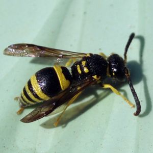 European Tube Wasp (Ancistrocerus gazella)