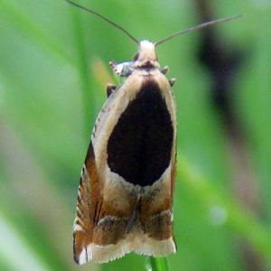 Common Roller (Ancylis badiana)