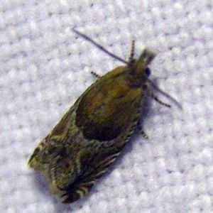 Strawberry Leaf-roller (Ancylis comptana)