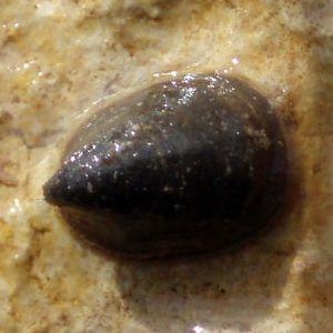 River Limpet (Ancylus fluviatilis)