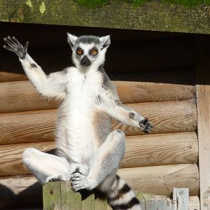 Ring-Tailed Lemur, October 2013