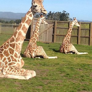New Rothschilds Giraffe at B Bryan Preserve