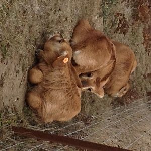 Newborn Roan calves at B Bryan preserve