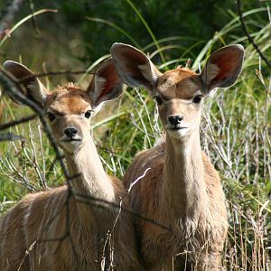 Newborn Kudu Antelope