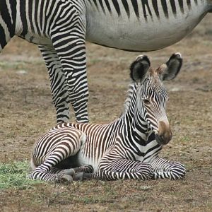 Critically Endangered Grevy's Zebra birth at B Bryan Preserve in Point Aren