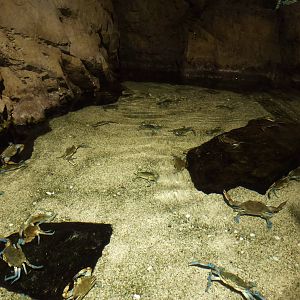 Crab tank, June 2013.