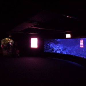 Japanese spider crab tank, June 2013.