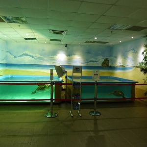 Rescued sea turtle tanks, June 2013.