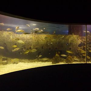 Main tank viewing, June 2013.