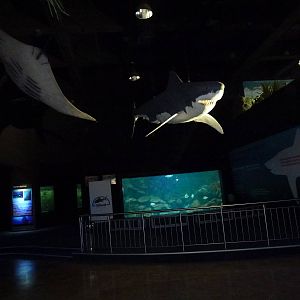 Lower level viewing, June 2013.