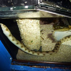 (Gold?)spotted snake eel, June 2013.