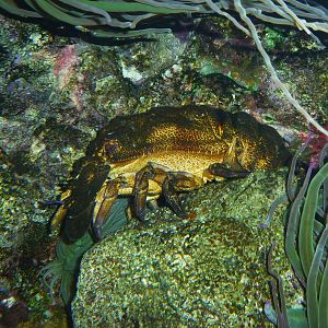 Slipper lobster, June 2013.