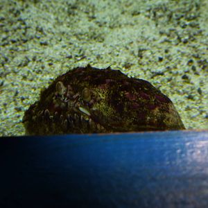 Box crab, June 2013.