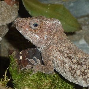 False chameleon, October 2013.