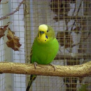 Budgerigar, October 2013.