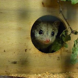 Kowari, October 2013.