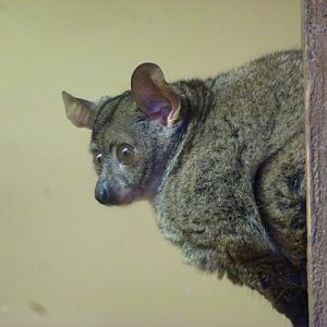 Garnett's galago, October 2013.