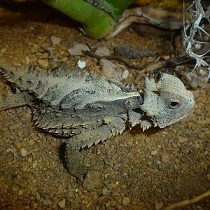 Horned lizard, October 2013.
